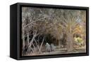Canvas Black