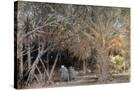 Stretched Canvas