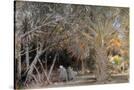 Stretched Canvas