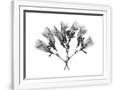 Gramercy White