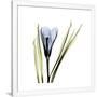 Gramercy White