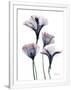 Gramercy White
