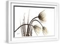 White Frame