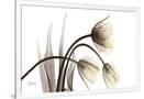 Gramercy White