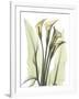 Gramercy White