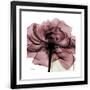 Gramercy Black