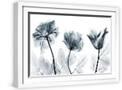 White Frame