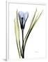 Gramercy White