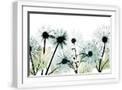 White Frame