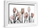 White Frame