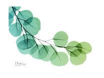 Eucalyptus Green Blue-Albert Koetsier-Premium Giclee Print