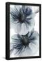Essential Black