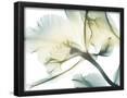 Essential Black