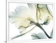 Gramercy White