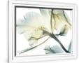 Gramercy White