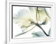 Gramercy White