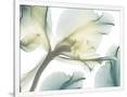 Gramercy White