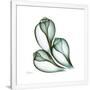 Gramercy White