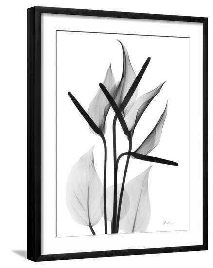 Photo, , large