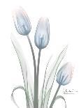 Solo Tulip Xray-Albert Koetsier-Art Print