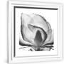 Gramercy White