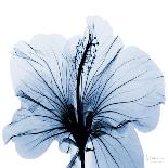 Indigo Infused Lily-Albert Koetsier-Art Print