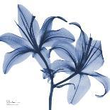 Indigo Hibiscus-Albert Koetsier-Art Print