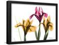 Essential Black