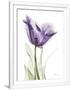 Gramercy White