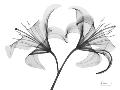 Laminate
