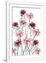 Gramercy White