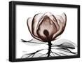 Essential Black