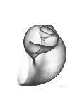 Solo Tulip Xray-Albert Koetsier-Art Print