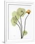 Gramercy White