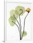 Gramercy White