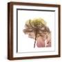 Brown Frame