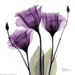purple fowers