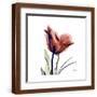 Brown Frame