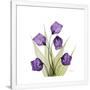 Gramercy White