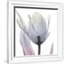 Gramercy White