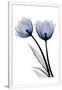 Gramercy White