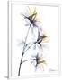 Gramercy White