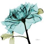 Chrysanthemum-Albert Koetsier-Art Print