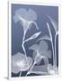 Gramercy White