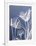 Gramercy White
