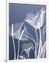 Gramercy White