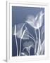 Gramercy White