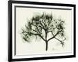 Gramercy Black