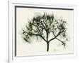 Gramercy White