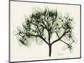 Wood Mount